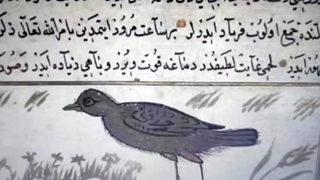 800 yıl önce yazılmış! Antakya'daki depremden de bahsediyor... 'Erken haber alınması için kullanılabilir' Şaşırtan bilgi: 1 saat öncesinden hissedebiliyorlar