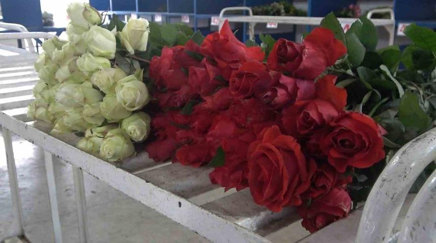 Yalova’daki süs bitkileri ihracatında yüzde 90 artış