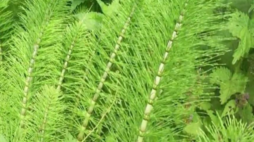 Belki de ilk kez duydunuz ama bu bitkinin tıpkı adı gibi birçok faydası var