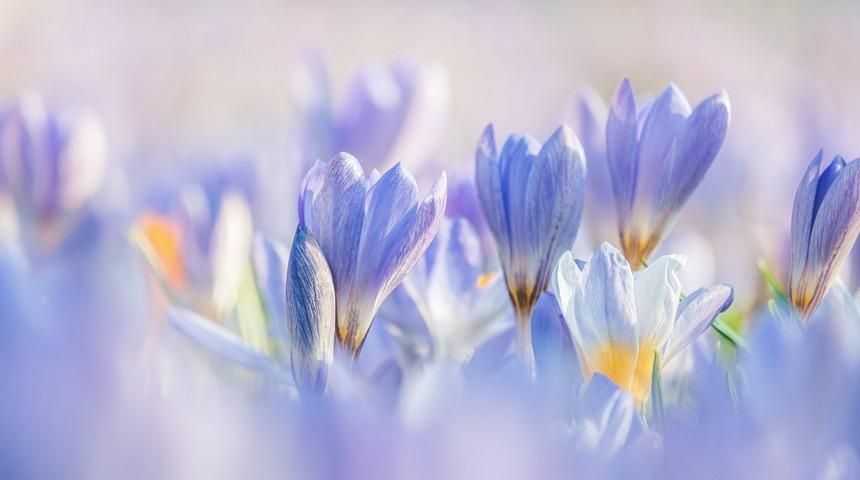 Nevruz hangi gün, bugün mü? 2023 Nevruz nedir, neden kutlanır? İşte anlam ve önemi...