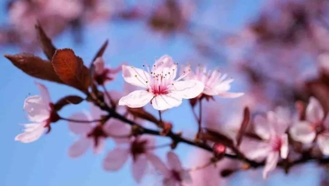 RESİMLİ NEVRUZ MESAJI BURADA! 21 Mart 2023 en etkileyici, uzun, kısa ve &ouml;z, baharı m&uuml;jdeleyen resimli nevruz mesajları İNDİR!