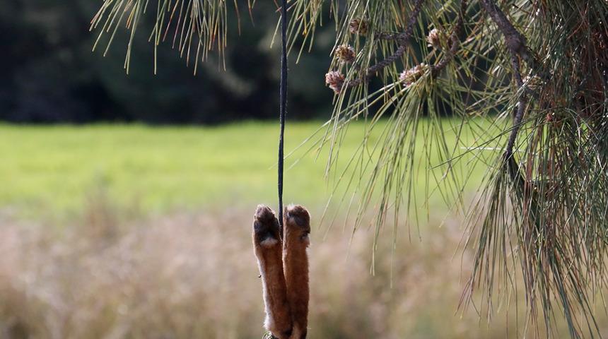 Yer: Adana! Silahla vurup ayaklarından ağaca astılar, vatandaşlar ayaklandı: Canice