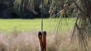 Yer: Adana! Silahla vurup ayaklarından ağaca astılar, vatandaşlar ayaklandı: Canice