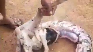 6 metrelik yılanın karnından koyun çıktı! Köylüler karnını yardığında tüyler ürpertici bir keşfe imza attı