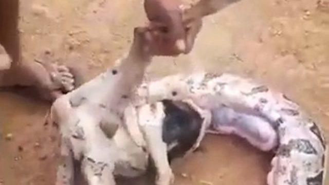 6 metrelik yılanın karnından koyun çıktı! Köylüler karnını yardığında tüyler ürpertici bir keşfe imza attı