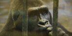 'Dünyanın en yalnız gorili' için dikkat çeken kampanya