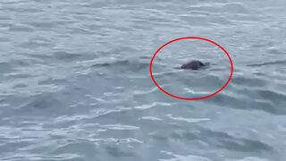 Yer: İstanbul Boğazı... Görenler cep telefonuna sarıldı! Bunun burada ne işi var?