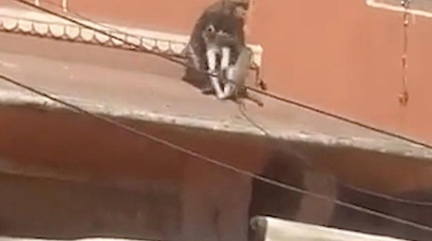 Herkesin gözü önünde maymun köpek yavrusunu böyle kaçırdı! Çatıların üzerinde gezindi... Kimse yakalayamadı