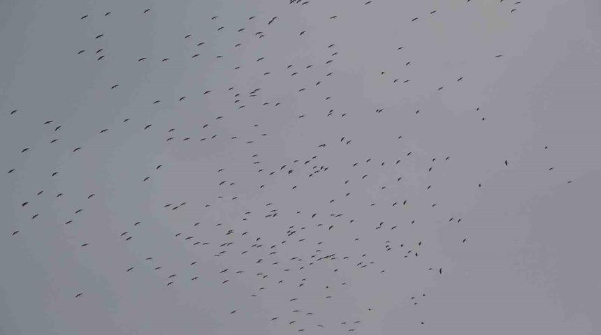 İstanbul’a gelen leylek sürüsü Taksim Meydanı semalarında görsel şölen oluşturdu
