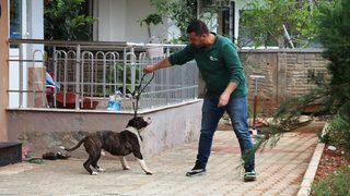Antalya'da dört saatlik 'pitbull' esareti! Apartmandakiler dışarı çıkamadı, dışardakiler de içeri giremedi
