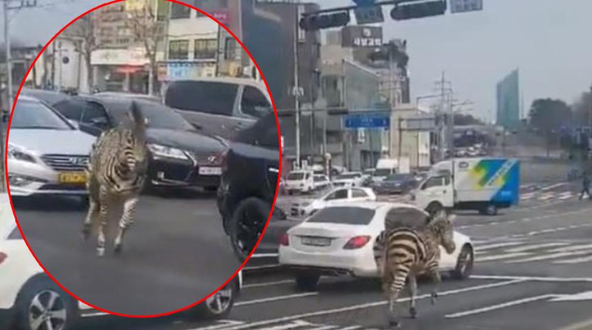 Gören bir daha baktı! Hayvanat bahçesinden kaçan zebra Seul sokaklarını birbirine kattı... Sosyal medyada gündem yarattı