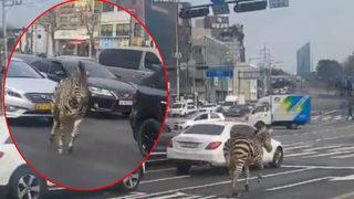 Gören bir daha baktı! Hayvanat bahçesinden kaçan zebra Seul sokaklarını birbirine kattı... Sosyal medyada gündem yarattı