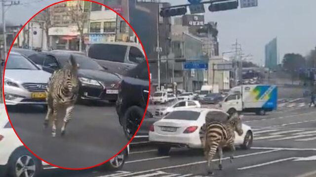 Gören bir daha baktı! Hayvanat bahçesinden kaçan zebra Seul sokaklarını birbirine kattı... Sosyal medyada gündem yarattı