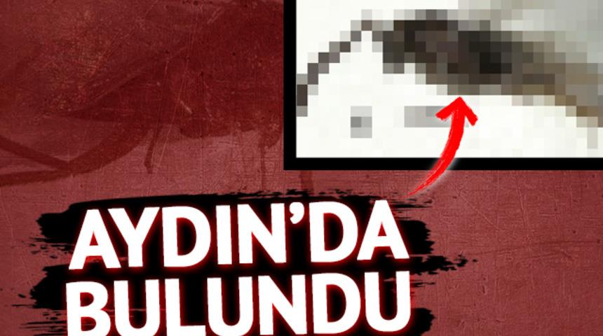 Aydın'da bulundu! Bilim dünyası için yeni tür niteliğinde... Adı 'Leptomastix baspinari Japoshvili' 