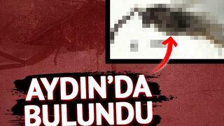 Aydın'da bulundu! Bilim dünyası için yeni tür niteliğinde... Adı 'Leptomastix baspinari Japoshvili' 