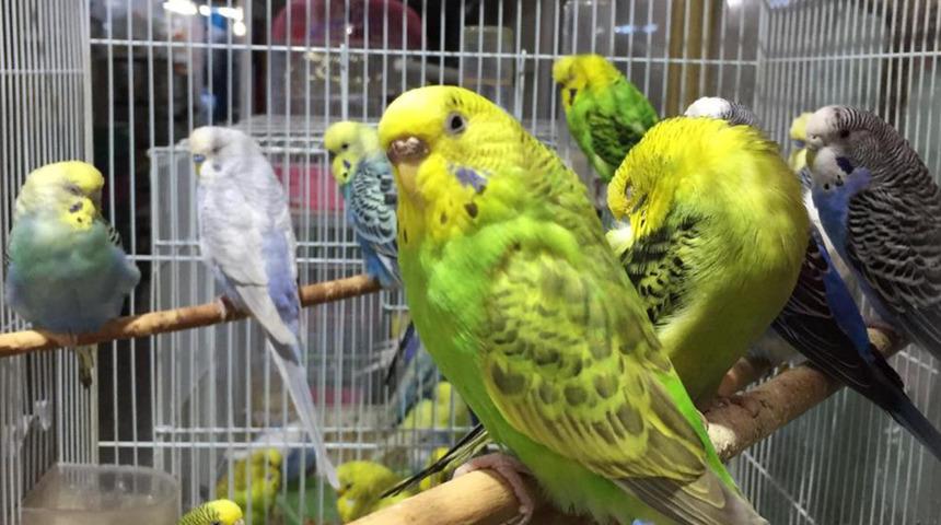 Depremi önceden haber verdiğine inanıyorlar! Satışlarında büyük artış oldu…