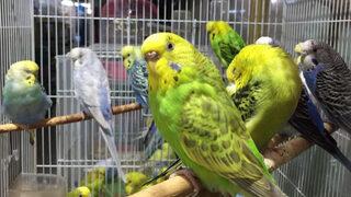 Depremi önceden haber verdiğine inanıyorlar! Satışlarında büyük artış oldu…