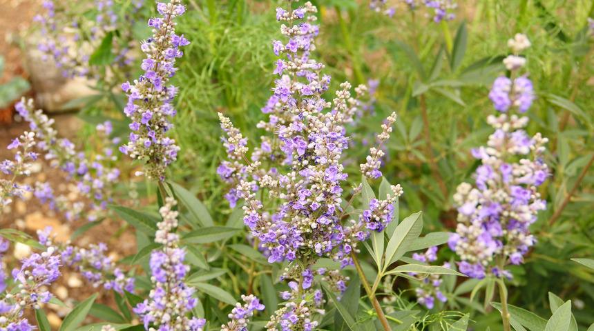 Bu bitki eski &ccedil;ağlardan beri kadın hastalıklarının şifası oluyor