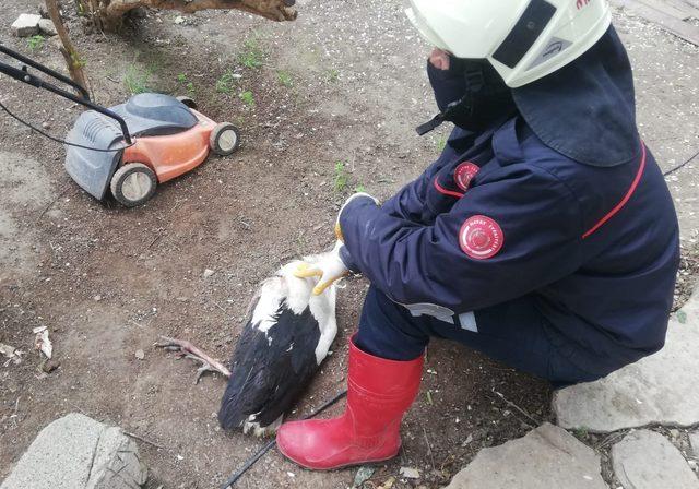 Hatay'da yaralı leylek tedavi altına alındı