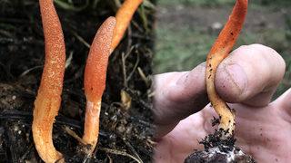 Çeşitli efsaneler konuşuluyor, The Last Of Us dizisiyle ünlendi! Nadir rastlanıyor, İstanbul'da görüldü: Birçok hastalığa iyi geliyor