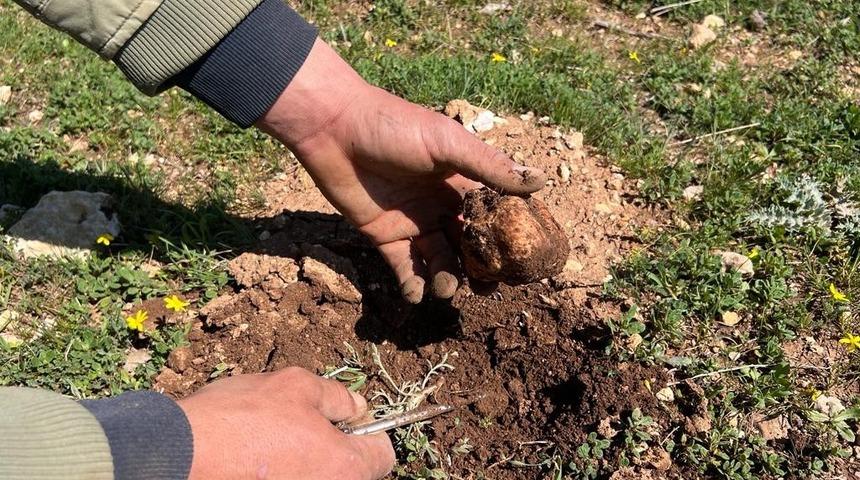 Doğada kendiliğinden yetişiyor, birçok ailenin geçim kaynağı oluyor