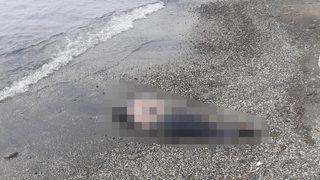 Geçen sene de olmuştu... Görenler şaşkınlığını gizleyemedi! Hemen ekiplere haber verildi