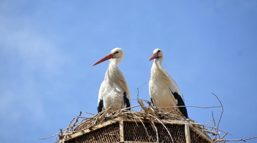 Baharın müjdecisi leylekler Ağrı'daki yuvalarına gelmeye başladı