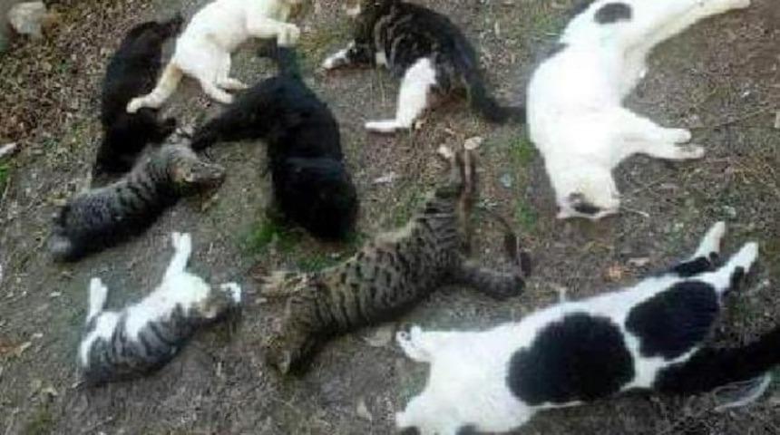 Bunun adı katliam! 50'den fazla hayvan telef oldu