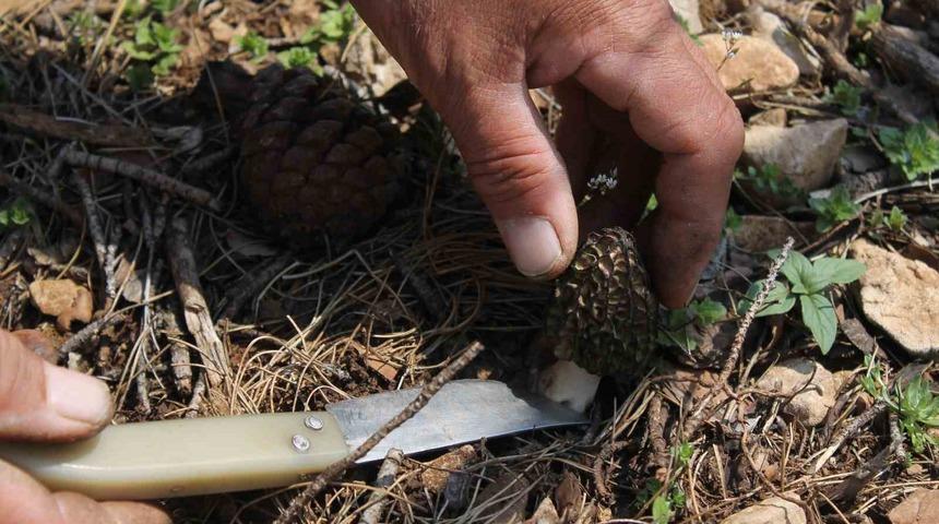 Altın değerinde: Yanan ormanlık alanda yetişti, köylüler her yerde onu arıyor