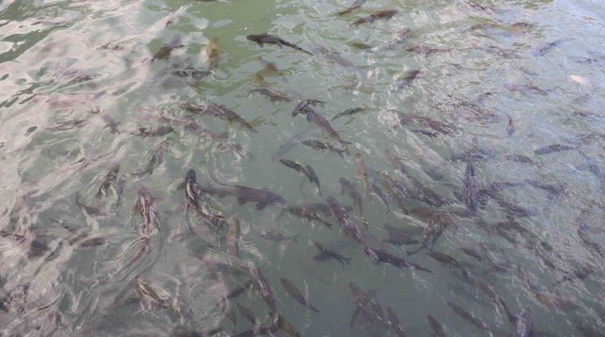 Balıklıgöl’ün balıkları ortaya çıktı