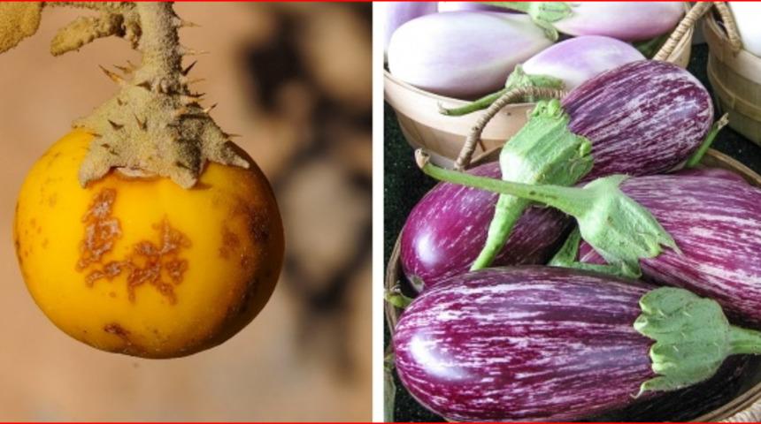 Yiyecekler bakın önceden nasıl görünüyormuş?