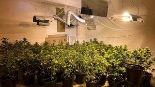 Antalya'da evde Hint keneviri yetiştiren 2 zanlı tutuklandı