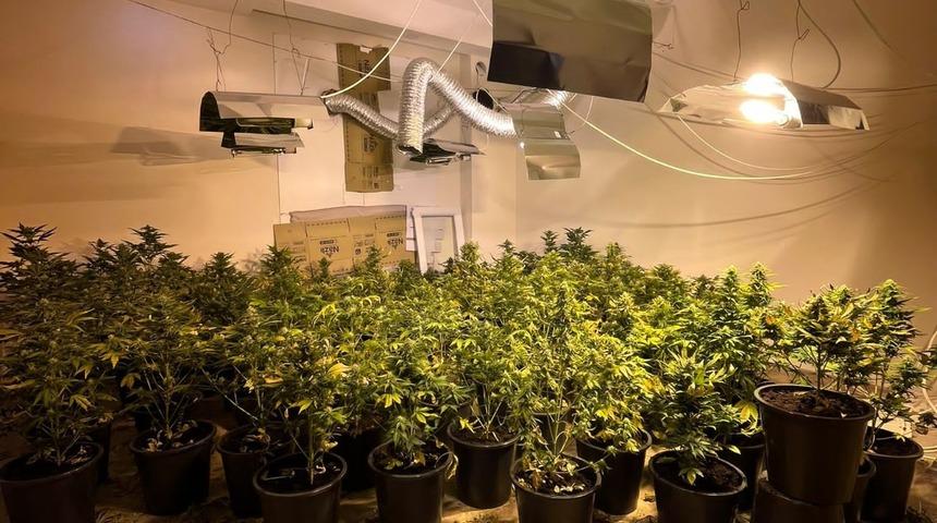 Antalya'da evde Hint keneviri yetiştiren 2 zanlı tutuklandı