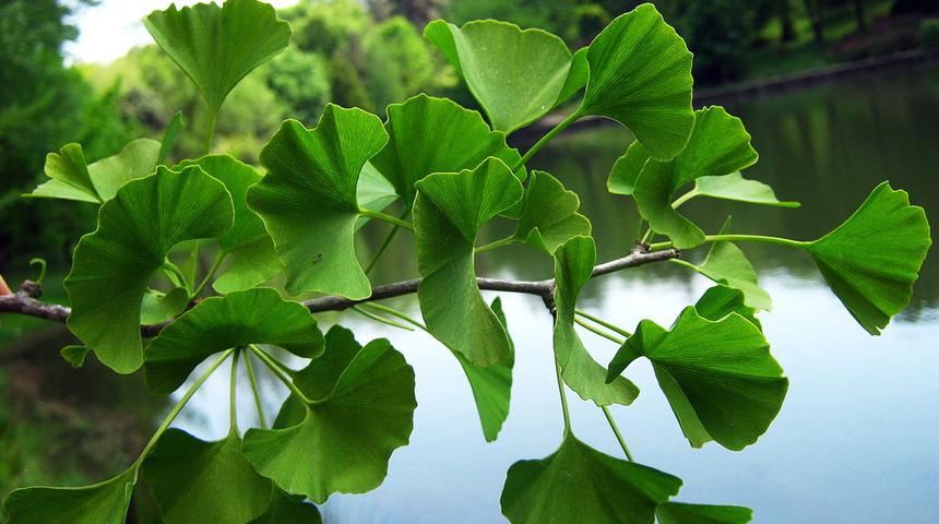 Ginkgo biloba faydaları nelerdir, nasıl kullanılır? Ginkgo biloba nedir, ne işe yarar, cilde iyi gelir mi?
