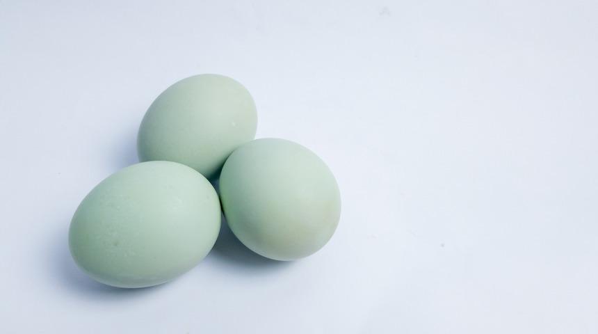 Mavi yumurta faydaları nedir, ne işe yarar? Mavi yumurta nasıl pişirilir, nasıl tüketilir?