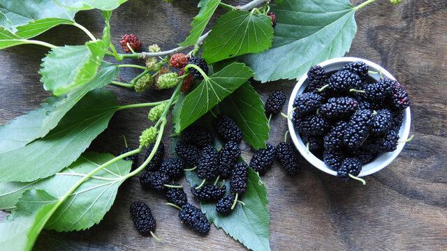 Dut yaprağının faydaları nelerdir, neye iyi gelir? Dut yaprağı ne işe yarar, nasıl saklanır?