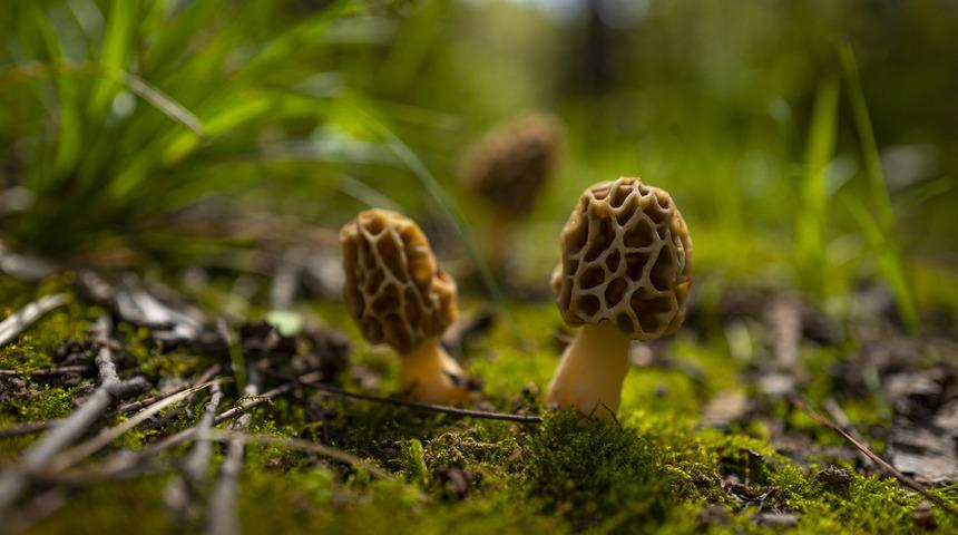 Kuzu göbeği mantarı nedir, faydaları nelerdir? Kuzu göbeği nasıl pişirilir, besin değeri nedir?
