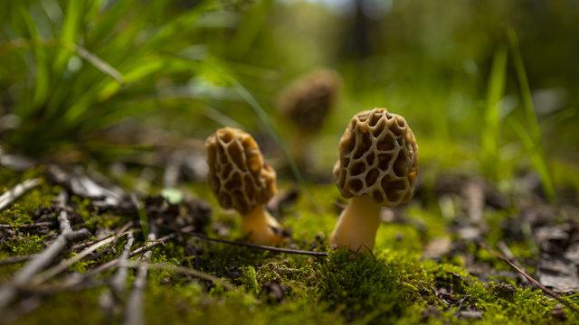 Kuzu göbeği mantarı nedir, faydaları nelerdir? Kuzu göbeği nasıl pişirilir, besin değeri nedir?