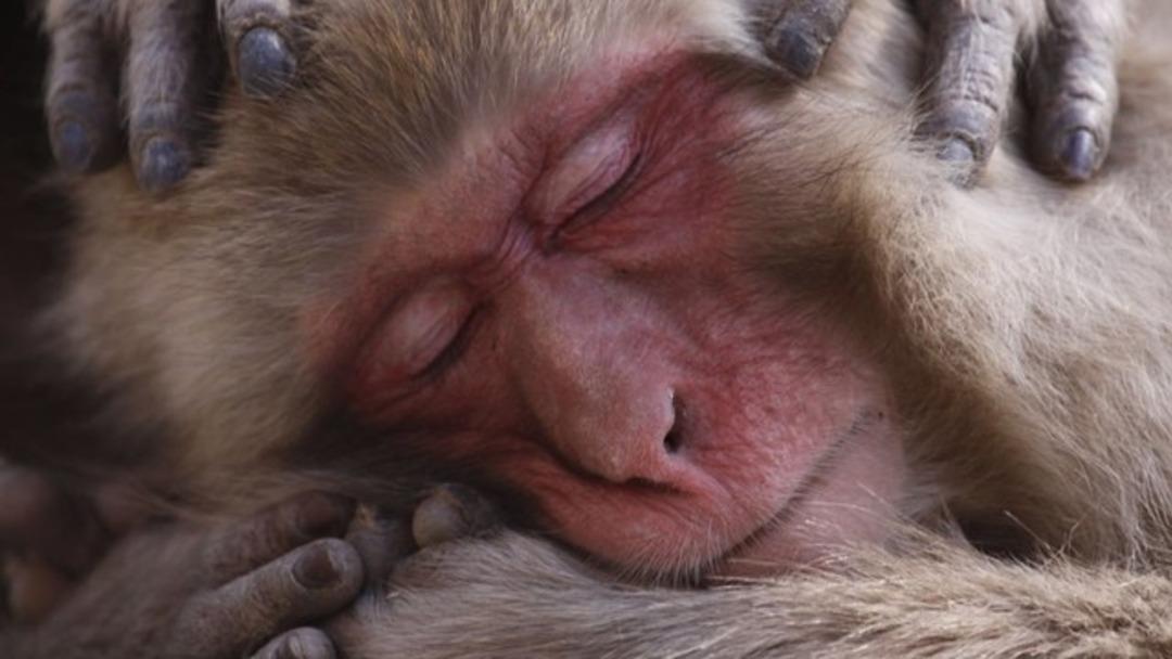 2017'nin en iyi vahşi yaşam fotoğrafları