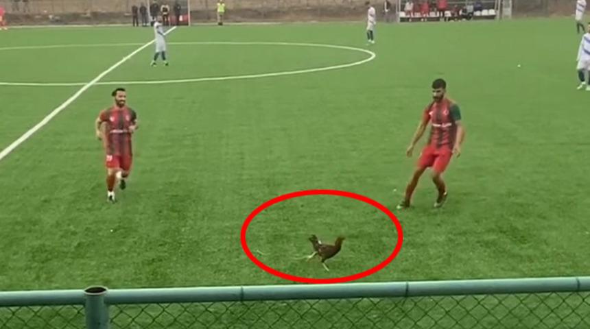 Bahçeden kaçan horoz, maçın ortasında sahaya girdi!