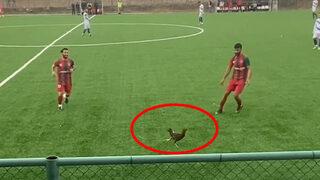 Bahçeden kaçan horoz, maçın ortasında sahaya girdi!