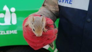 Şanlıurfa'da yolcu otobüsünde 15 sincap yavrusu ele geçirildi