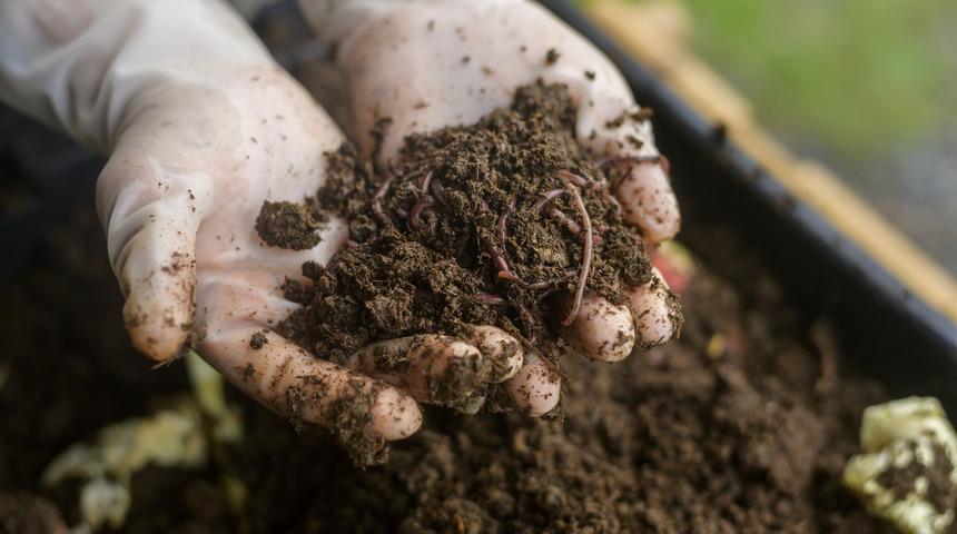 Solucan gübresi üretimi nasıl yapılır, faydaları nelerdir? Solucan gübresi nasıl yapılır ve kullanılır?