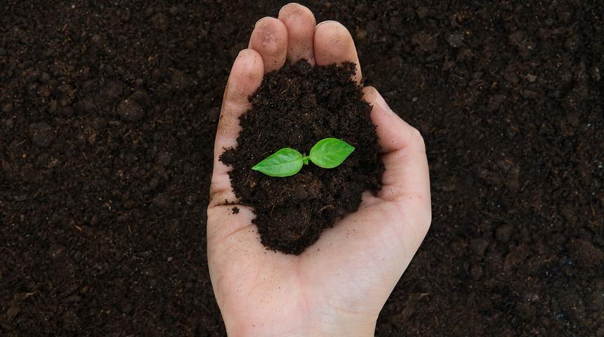 Solucan gübresinin faydaları nelerdir, ağaçlarda nasıl kullanılır? Solucan gübresi ne işe yarar, hangi bitkilere verilir?