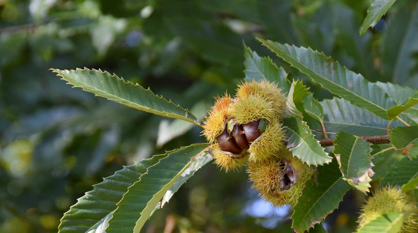 Kestane çimlendirme nasıl yapılır, hangi ayda çimlendirilir? Kestane kaç günde çimlenir,  toprağa nasıl gömülür?