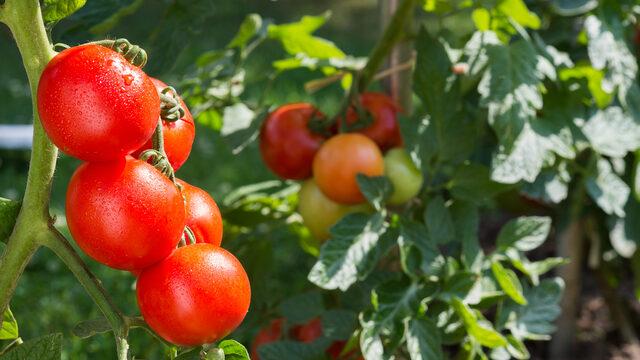 Domates çimlendirme nasıl yapılır, çimlendirme sonrası ne yapılır? Domates çimlendirme nasıl olur, hangi ayda yapılır?
