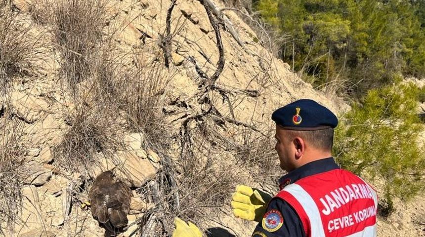Ormanda yaralı bulunan kartal koruma altına alındı
