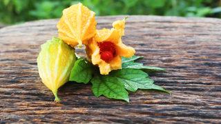 Kudret narı faydaları nelerdir, neye iyi gelir?  Kudret narı nasıl yenir, ne işe yarar?