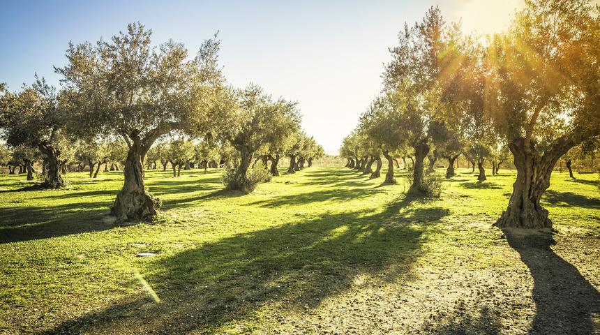 Zeytin çekirdeği çimlendirme nasıl yapılır, kaç günde çimlenir? Zeytin çekirdeği nasıl değerlendirilir?