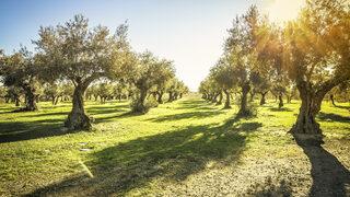 Zeytin çekirdeği çimlendirme nasıl yapılır, kaç günde çimlenir? Zeytin çekirdeği nasıl değerlendirilir?